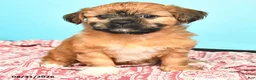 Shorkie dogs for sale: Tessa - Ad 3