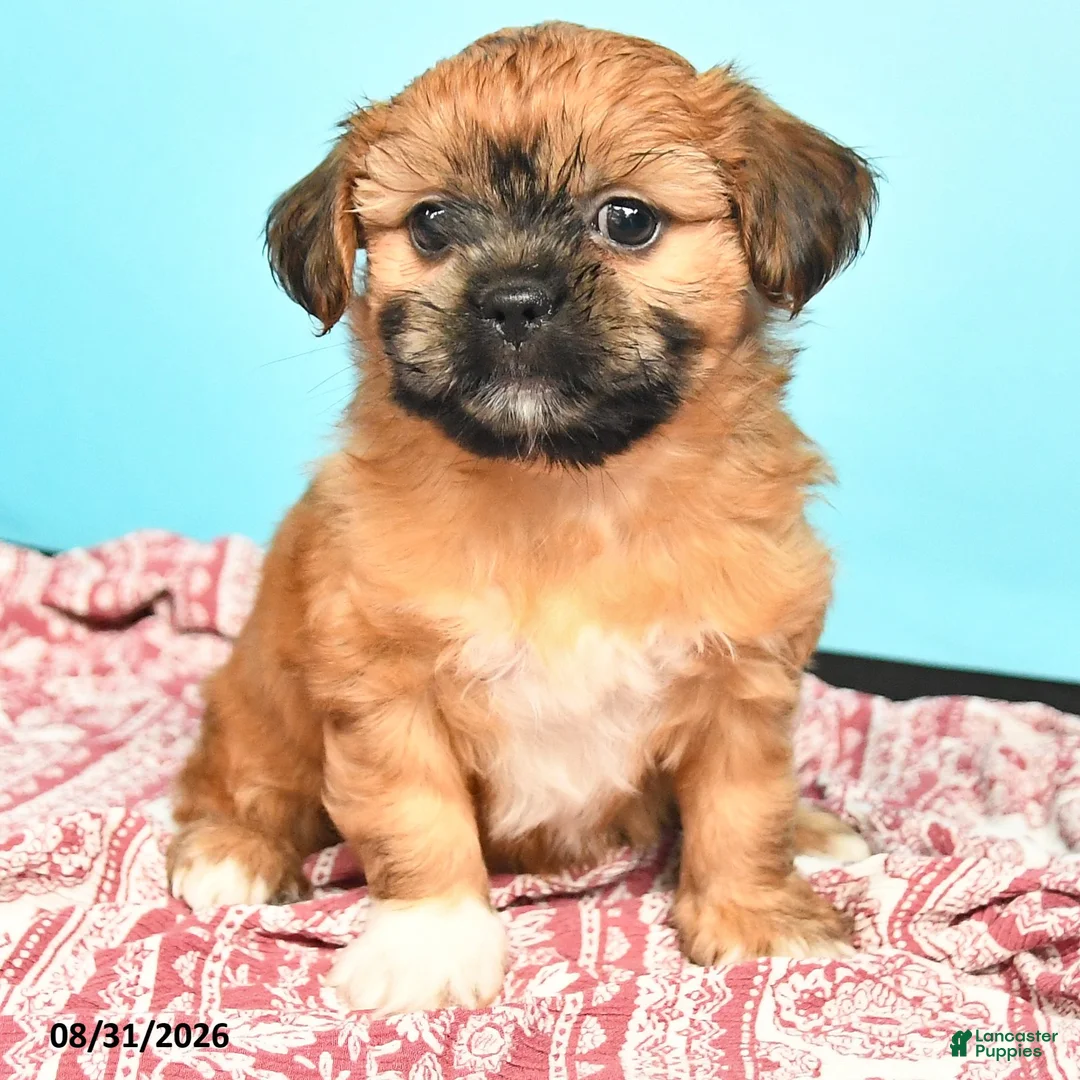 Shorkie dogs for sale: Tessa - Ad 3