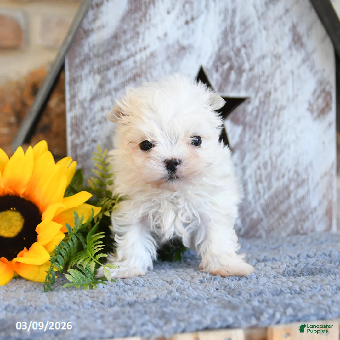 Maltipom dogs for sale: Milo - Ad 1