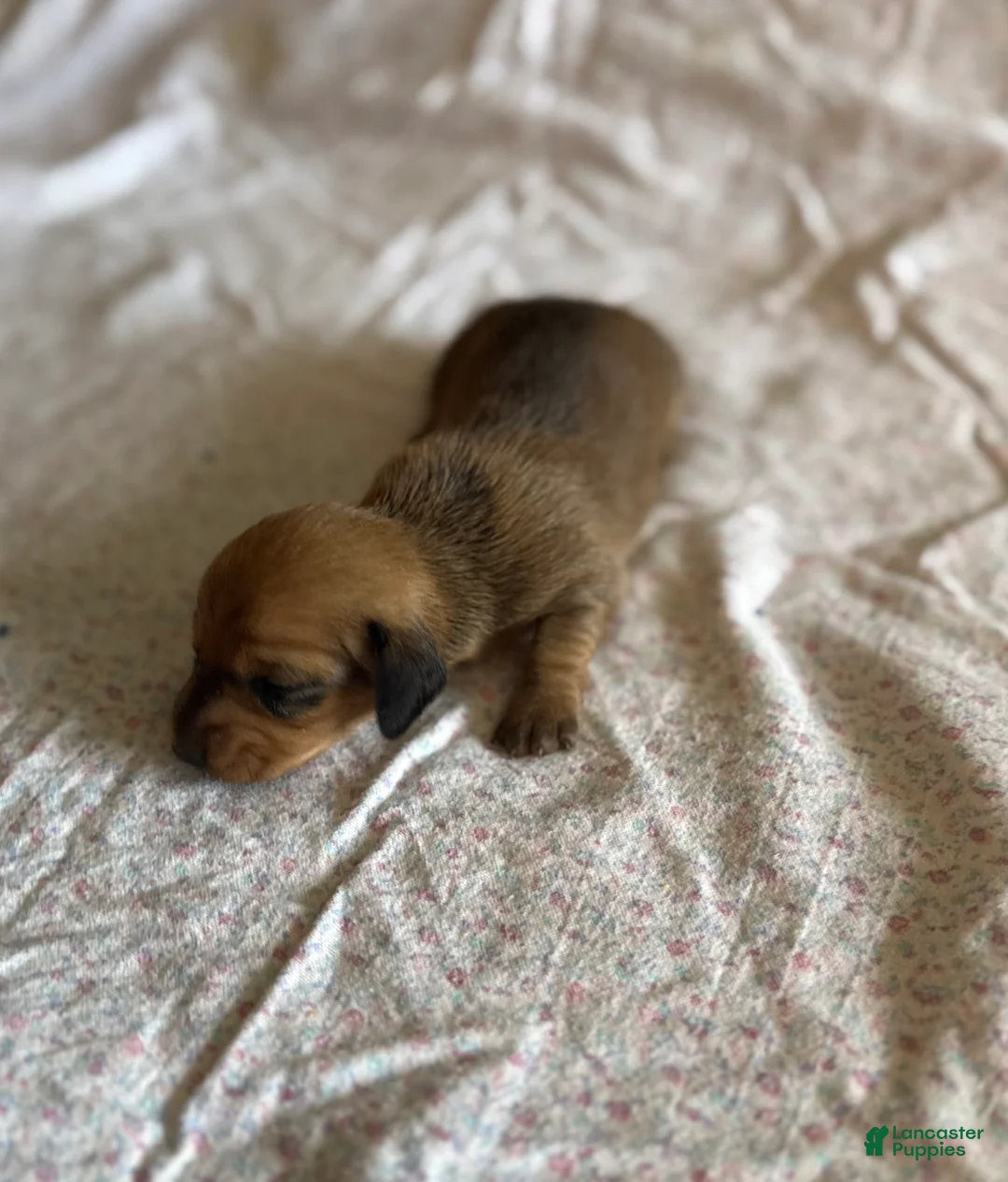 Miniature Dachshund dogs for sale: Bayleigh - Ad 2