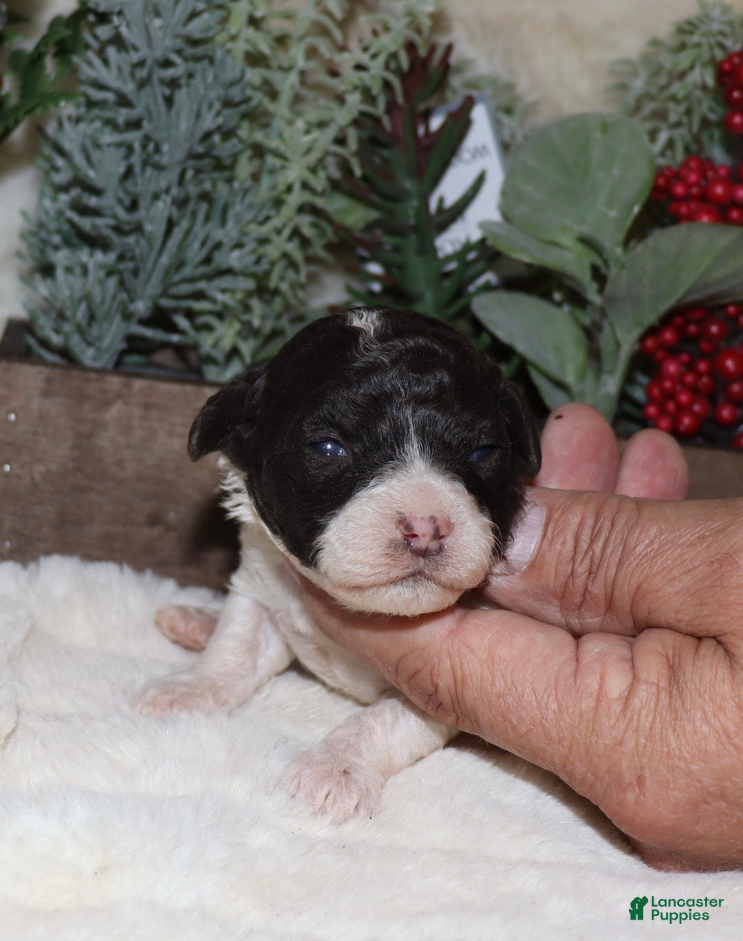 Toy Poodle dogs for sale: Vina - Ad 2