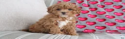 Shihpoo dogs for sale: Paisley - Ad 4