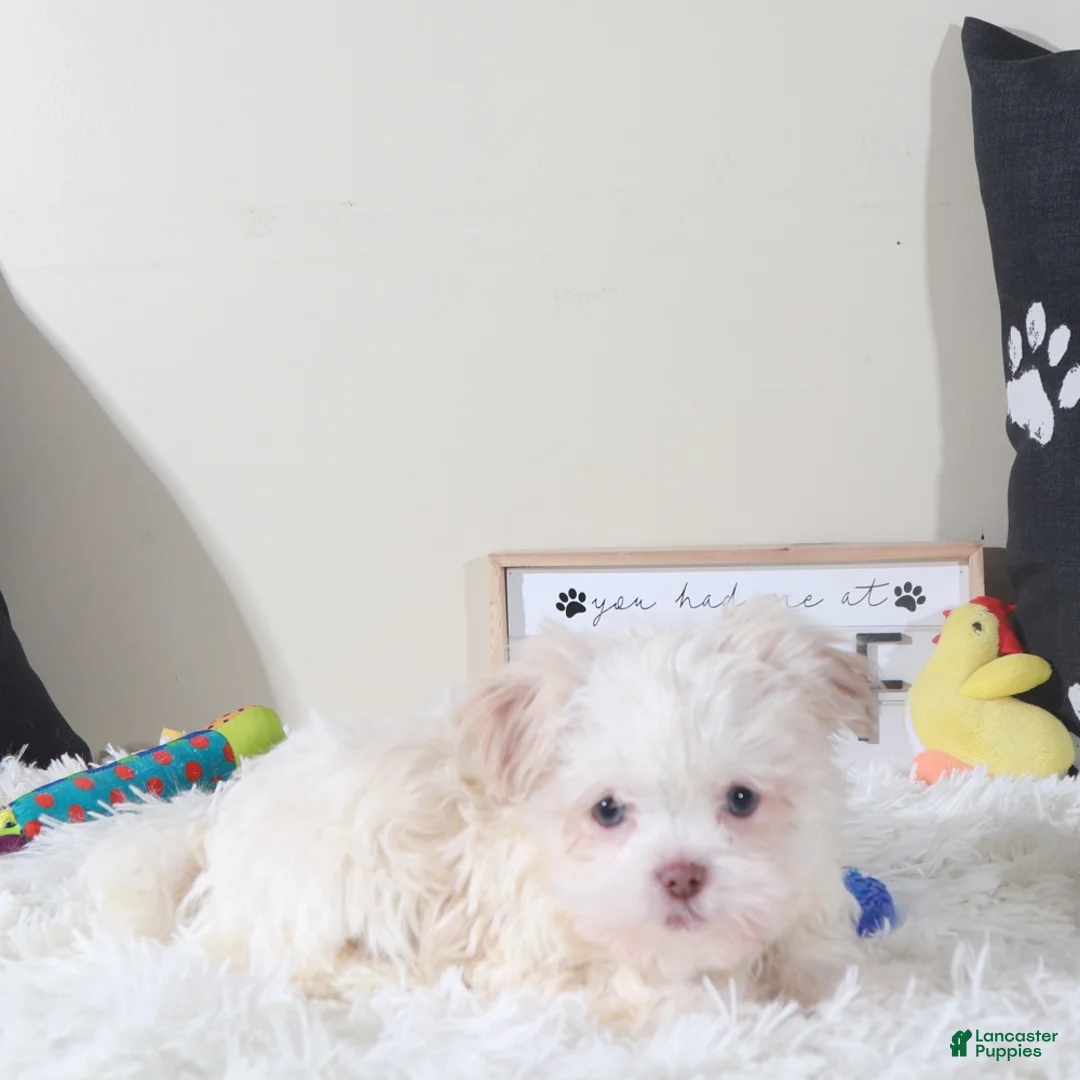 Havanese dogs for sale: Havanese Puppy Bingo - Ad 4