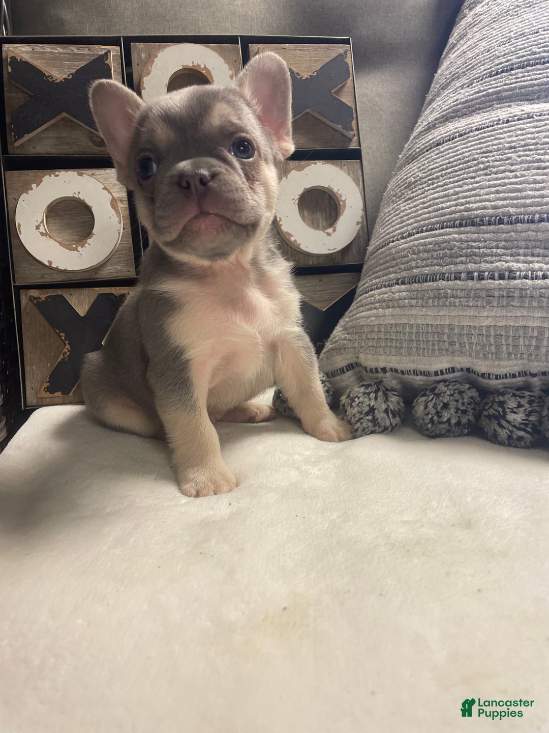 French Bulldog dogs for sale: French Bulldog Puppy 4 - Ad 9