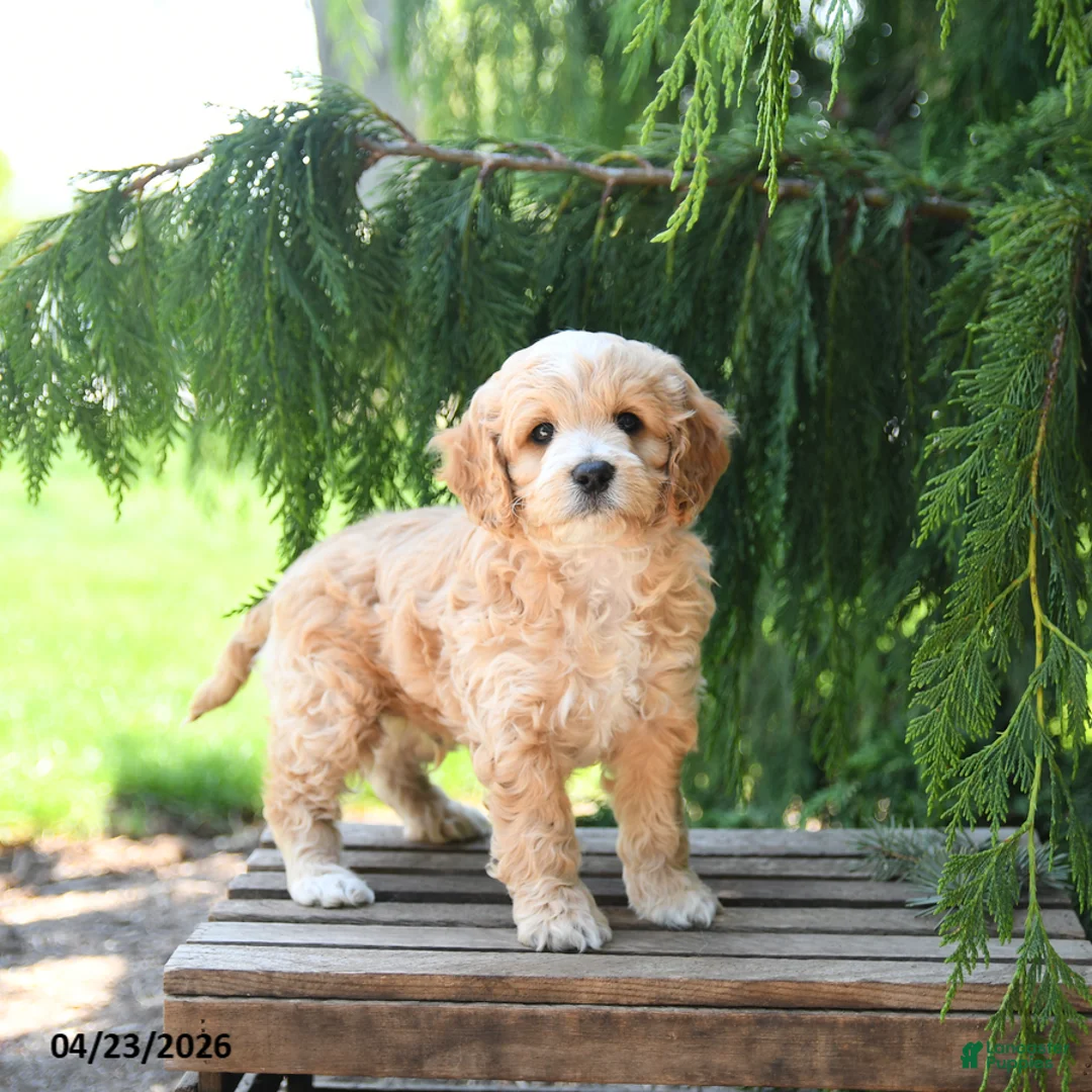 Cockapoo dogs for sale: Taffy - Ad 1