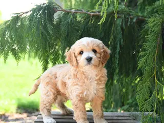 Cockapoo dogs for sale: Taffy - Ad 1