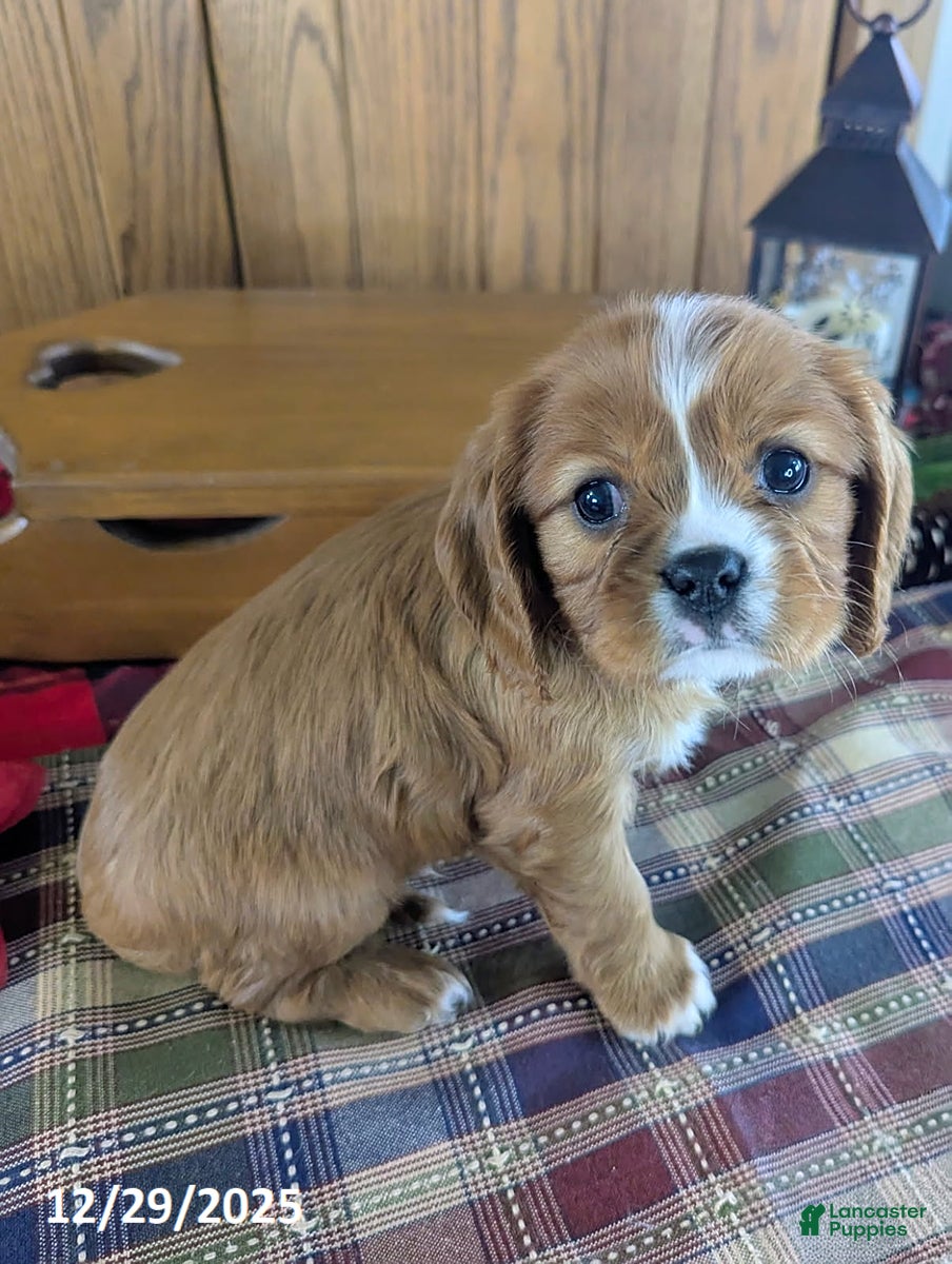 Cavalier King Charles Spaniel dogs for sale: Ranger - Ad 2