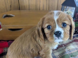 Cavalier King Charles Spaniel dogs for sale: Ranger - Ad 2