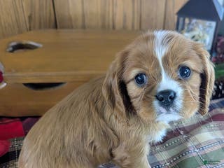 Cavalier King Charles Spaniel dogs Ranger - Ad 34