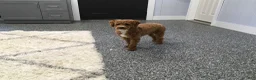 Mini Goldendoodle dogs for sale: Kloe - Ad 4