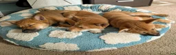 Shiba Inu dogs for sale: Poppy - Ad 2