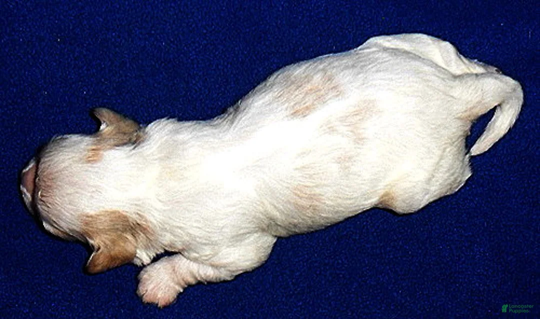 Shihpoo dogs for sale: Benji - Ad 4