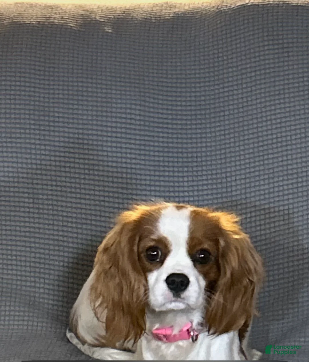 Cavalier King Charles Spaniel dogs for sale: Cavalier King Charles Spaniel Puppy 1 - Ad 2