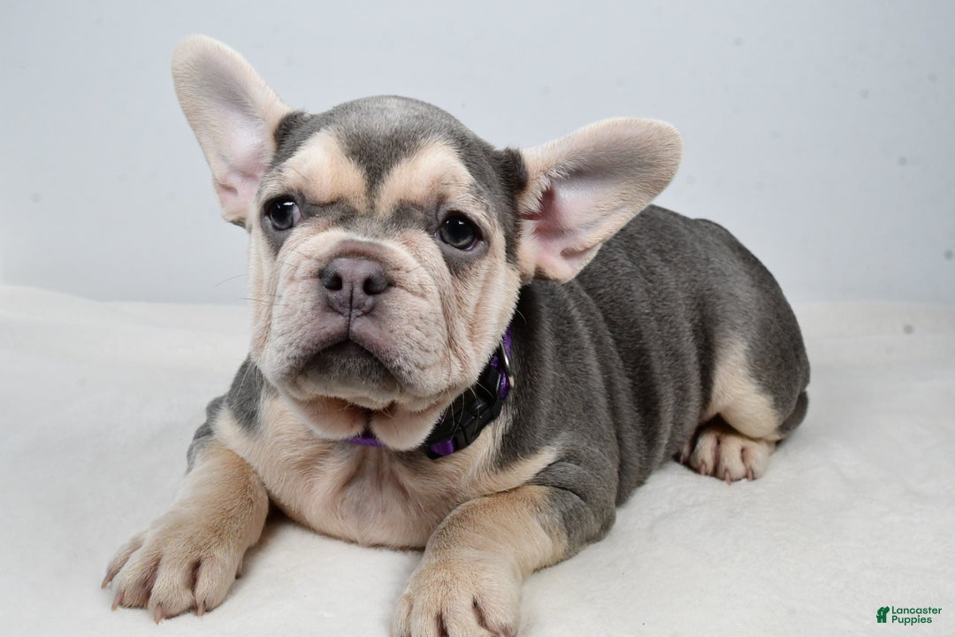 French Bulldog dogs for sale: Chloe  - Ad 3