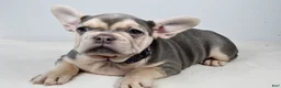 French Bulldog dogs for sale: Chloe  - Ad 3