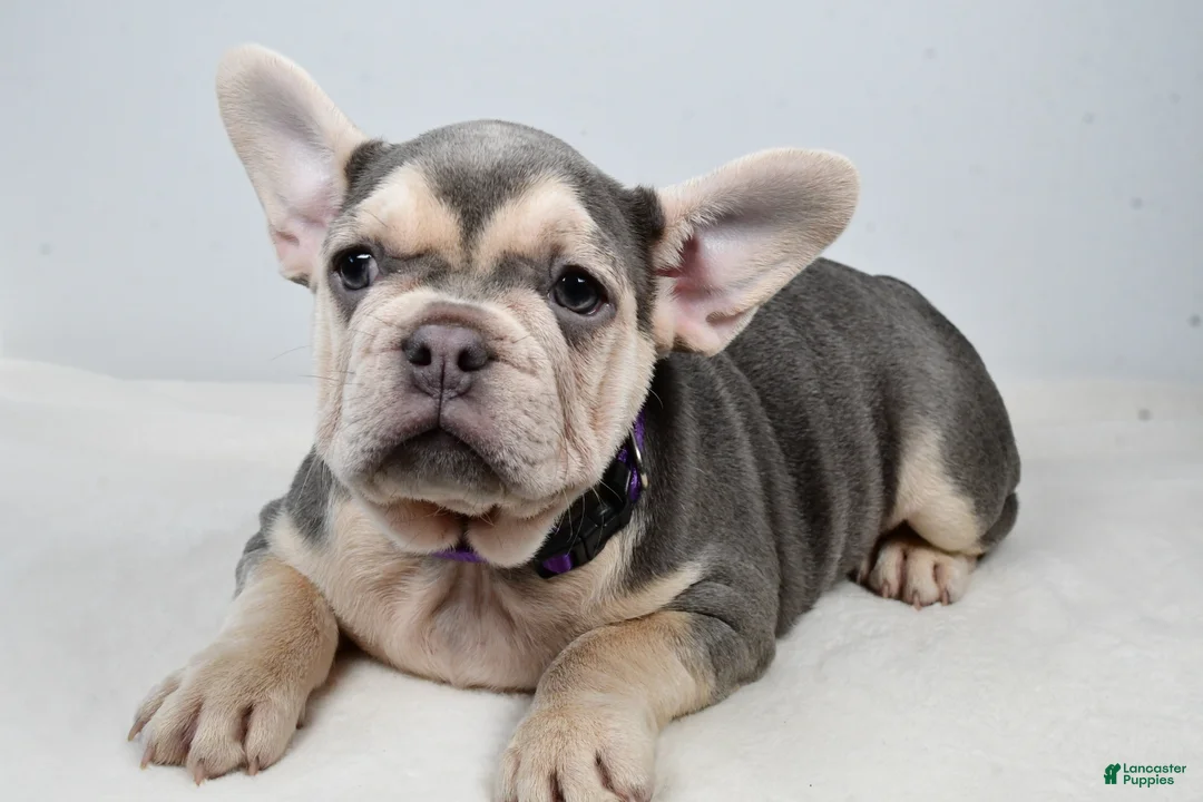 French Bulldog dogs for sale: Chloe  - Ad 3
