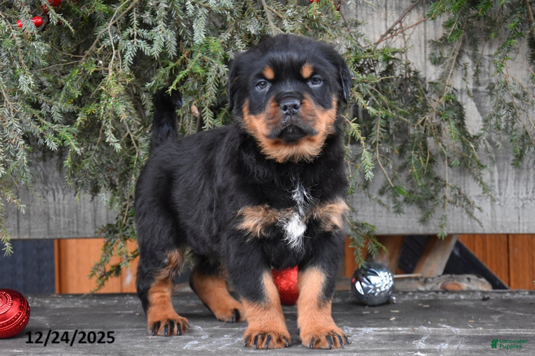 Rottweiler dogs for sale: Renley - Ad 3