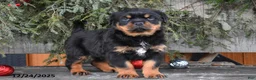 Rottweiler dogs for sale: Renley - Ad 6
