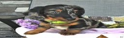 Miniature Dachshund dogs for sale: Kelsie - Ad 4
