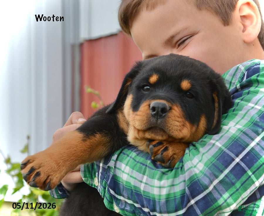 Rottweiler dogs Wooten - Ad 2