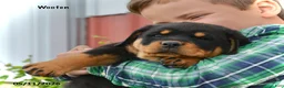 Rottweiler dogs for sale: Wooten - Ad 2