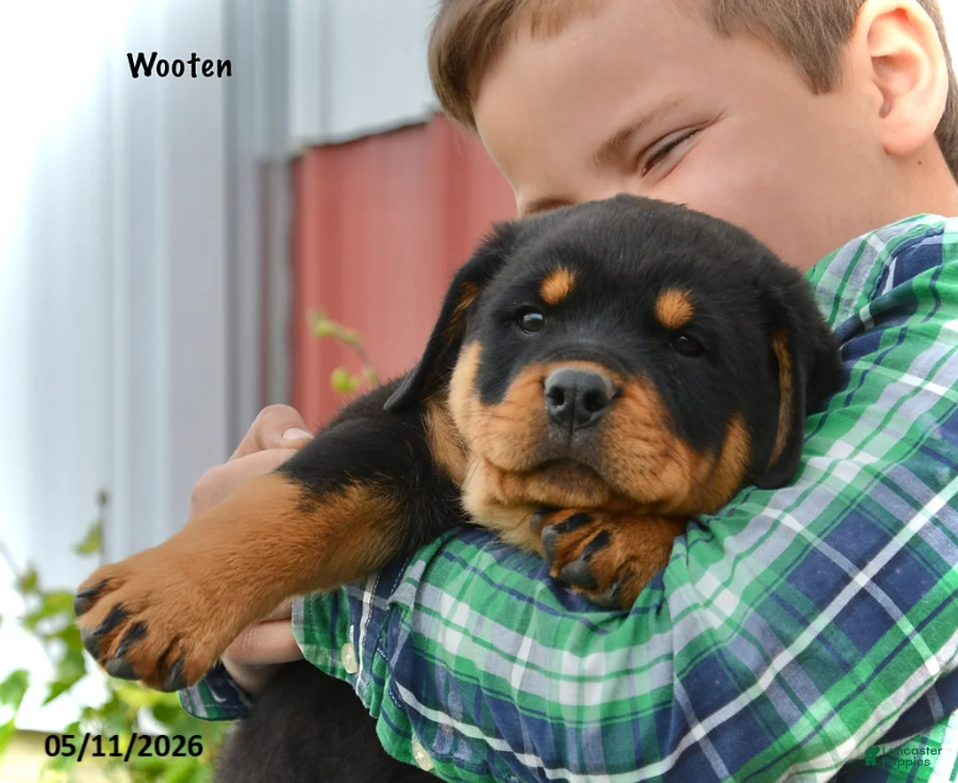 Rottweiler dogs for sale: Wooten - Ad 2