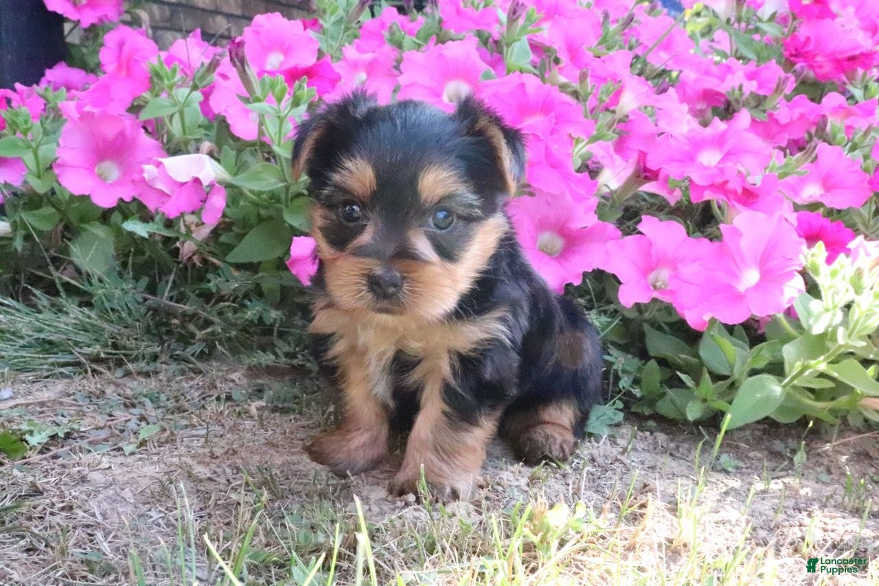 Morkie dogs Cookie - Ad 1