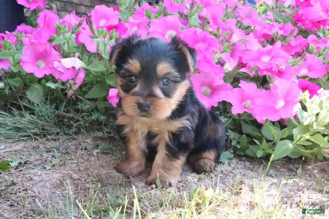 Morkie dogs for sale: Cookie - Ad 1