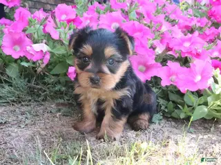 Morkie dogs Cookie - Ad 1