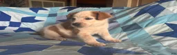 Mixed Breed dogs for sale: Male #2 - Ad 2