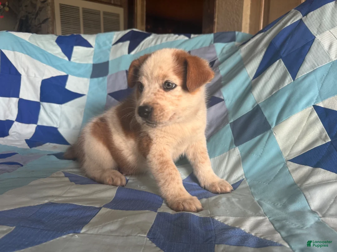 Mixed Breed dogs for sale: Male #2 - Ad 2