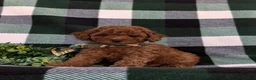 Toy Poodle dogs for sale: Silvester 9 lbs Full Grown - Ad 3