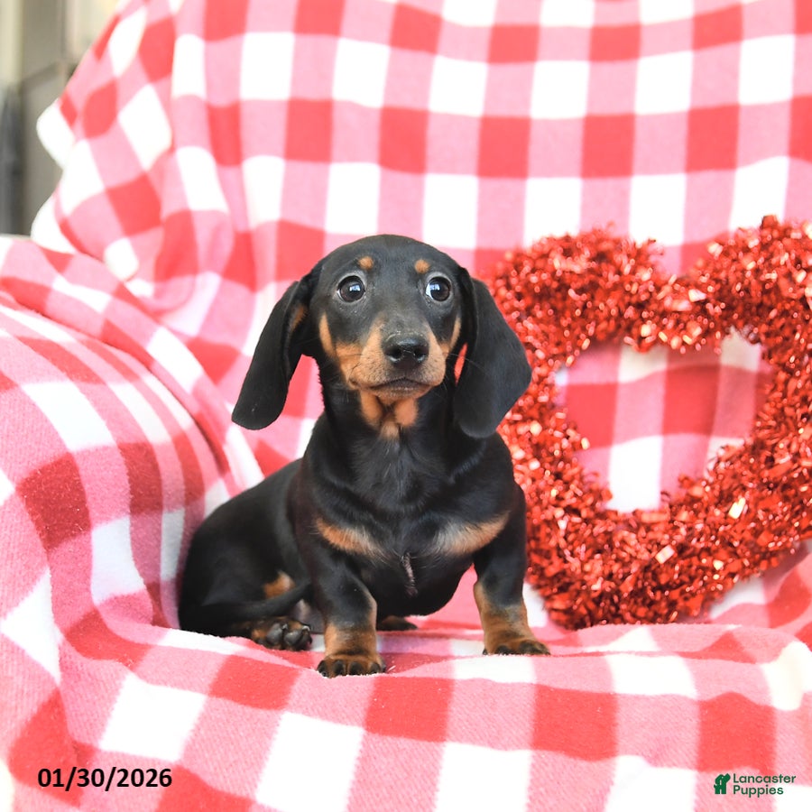 Miniature Dachshund dogs Dream  - Ad 3