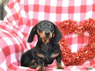 Miniature Dachshund dogs Dream - Ad 3