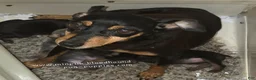 Miniature Pinscher dogs for sale:  Matt black and rust  - Ad 17