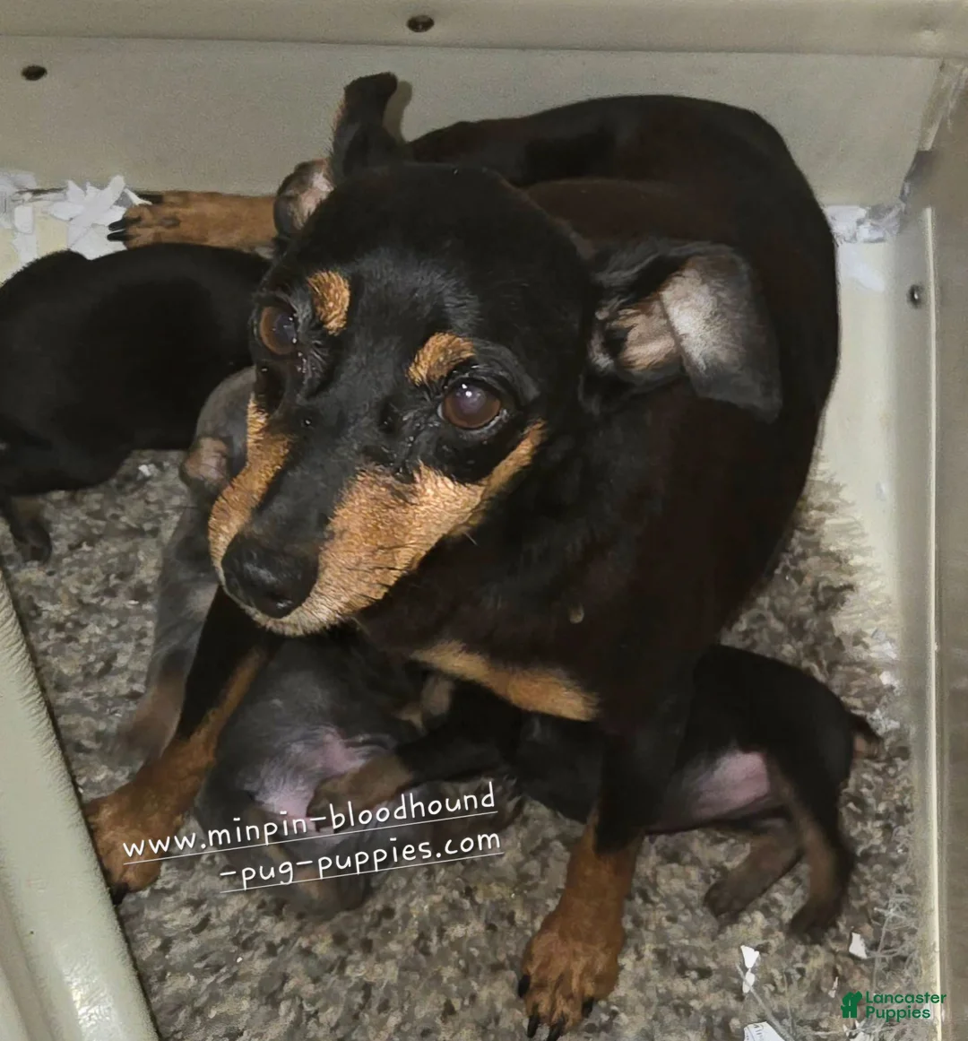 Miniature Pinscher dogs for sale:  Matt black and rust  - Ad 17