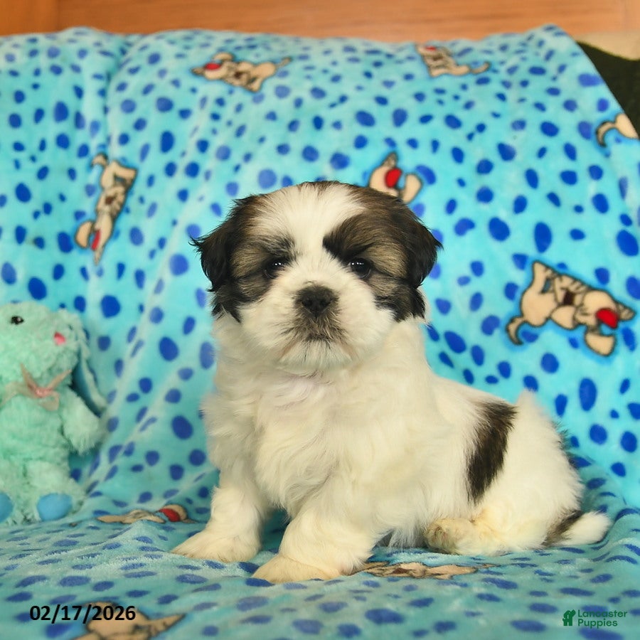 Shih Tzu dogs Bennet  - Ad 2