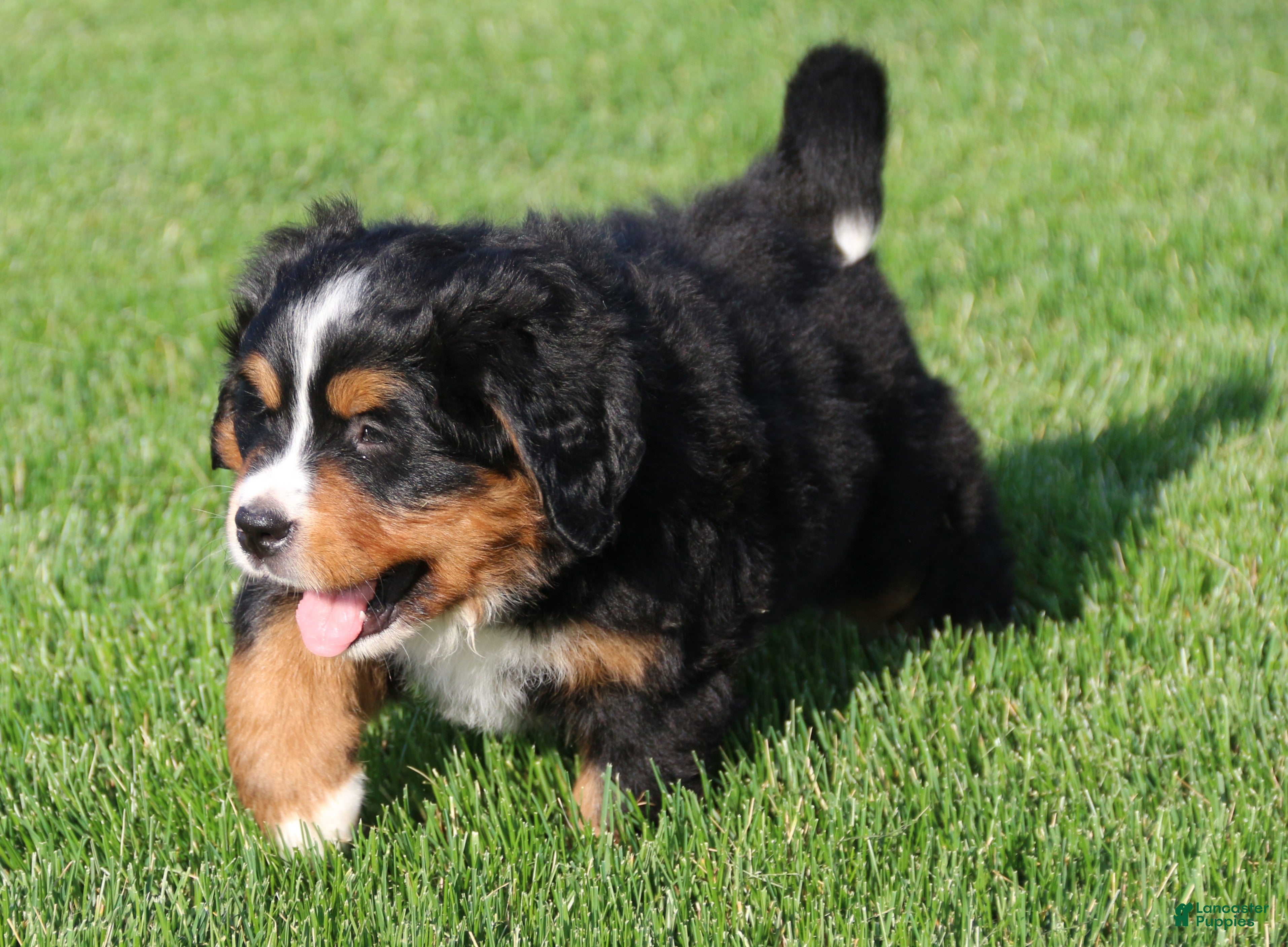 Bernese Mountain Dog dogs Smokey - Ad 2