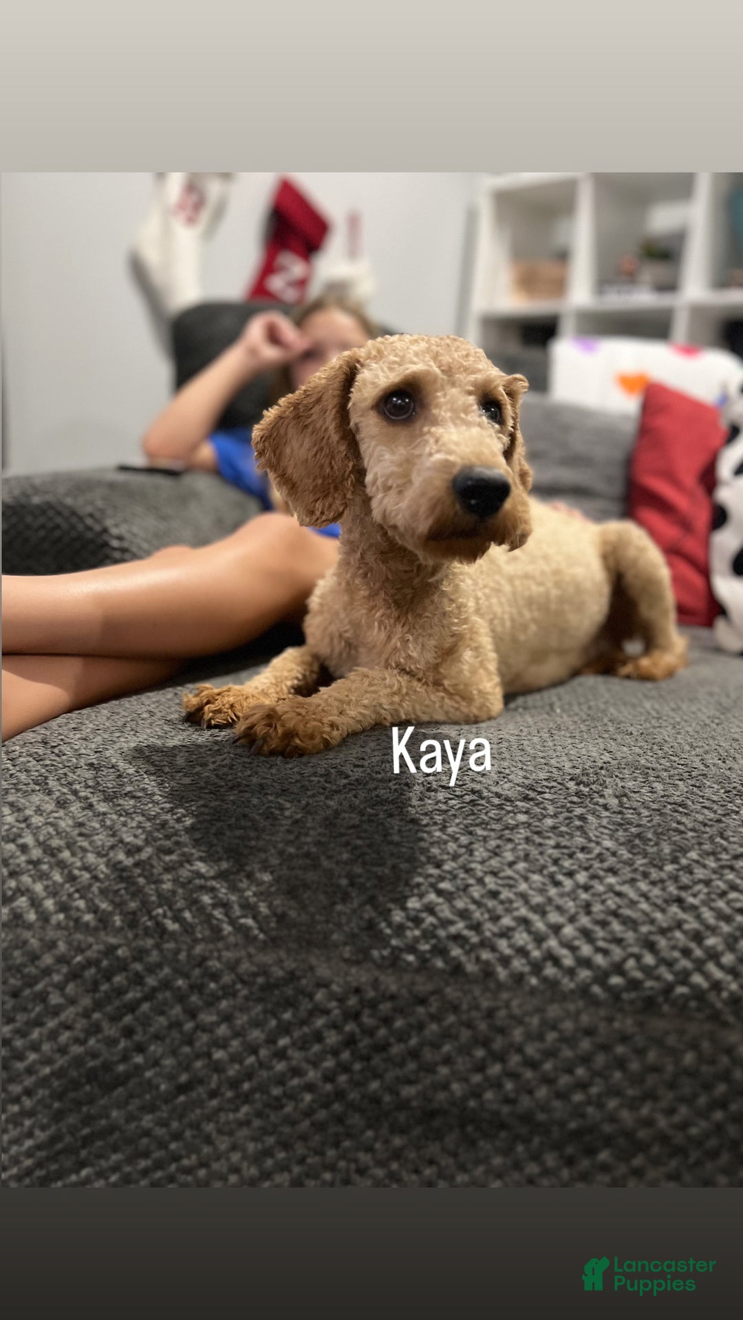 Mixed Breed dogs for sale: BEAR - Ad 4