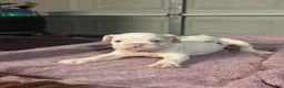 English Bulldog dogs for sale: Skye - Ad 7