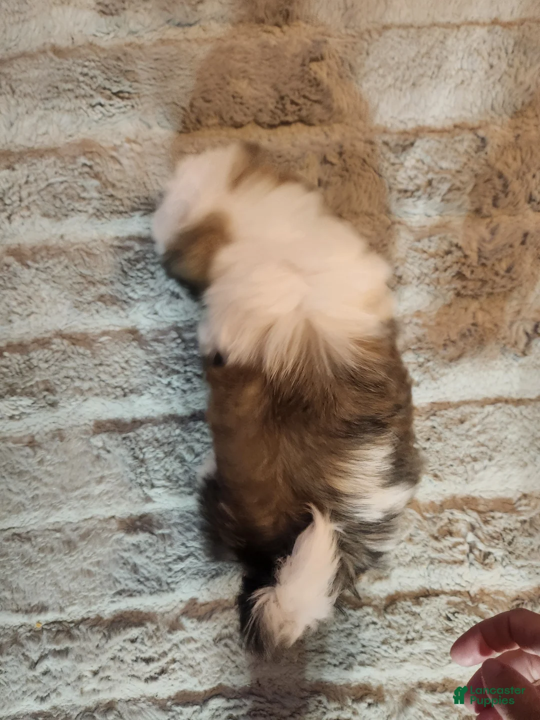 Shih Tzu dogs for sale: Shih Tzu Puppy 1 - Ad 2