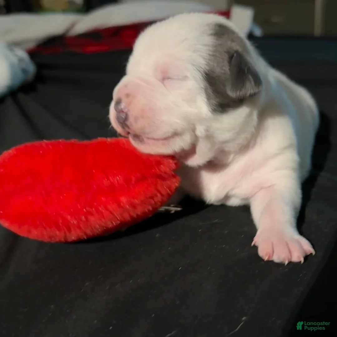 American Bully dogs for sale: American Bully Puppy 5 - Ad 3