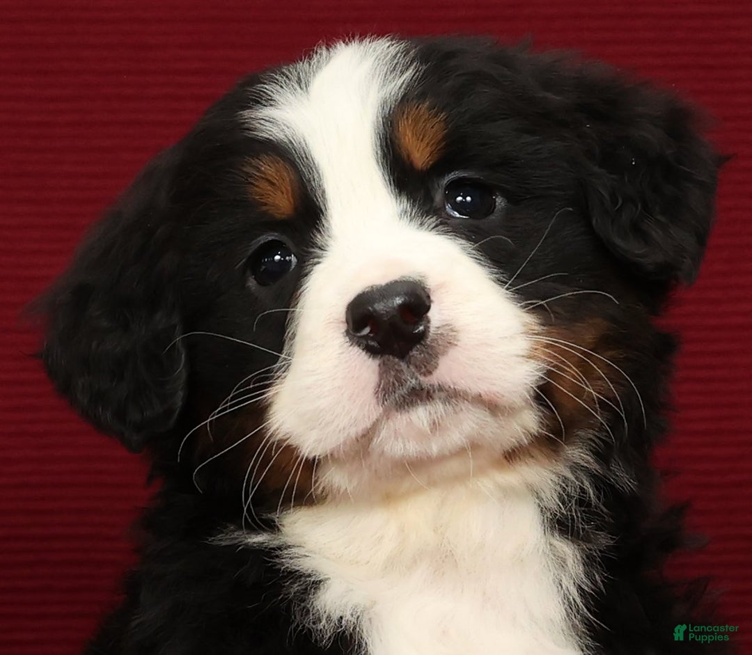 Bernese Mountain Dog dogs for sale: Piper - Ad 9