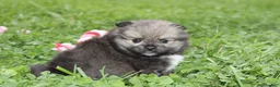 Pomeranian dogs for sale: Jazzy - Ad 4