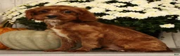 Cavapoo dogs for sale: Isaac - Ad 6