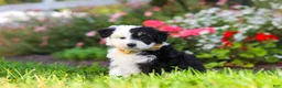 Mixed Breed dogs for sale: Hunter - Ad 2