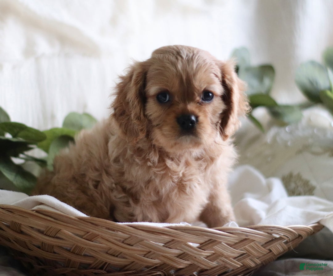 Cavalier King Charles Spaniel dogs for sale: Shannon - Ad 3