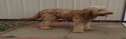 Mini Goldendoodle dogs for sale: Coffee - Ad 8