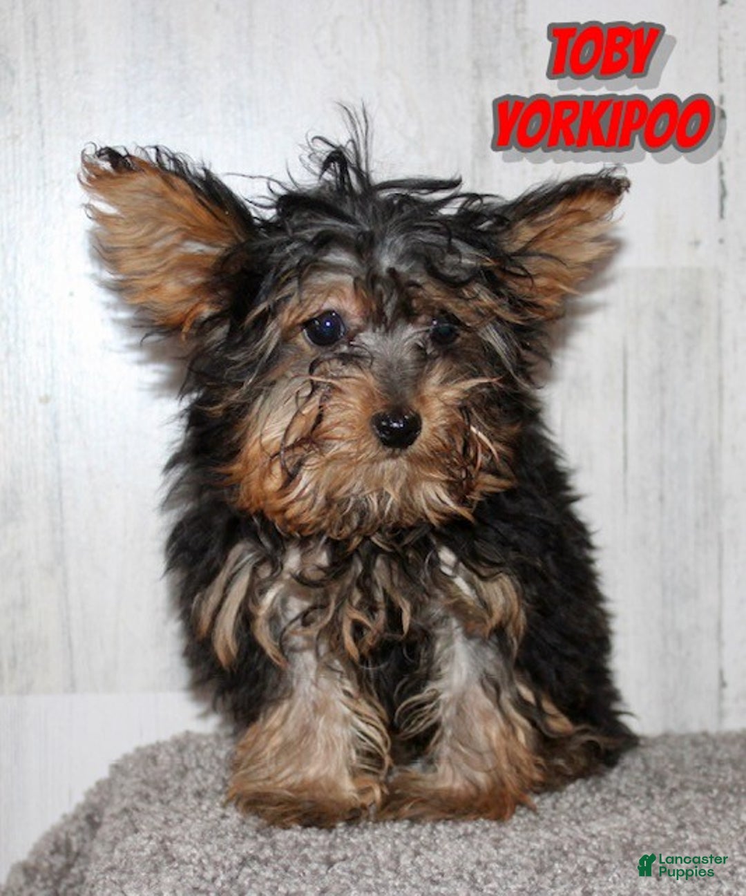 Yorkiepoo dogs for sale: Toby - Ad 1