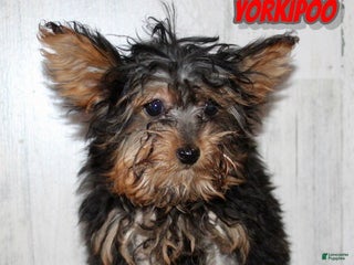 Yorkiepoo dogs Toby - Ad 24